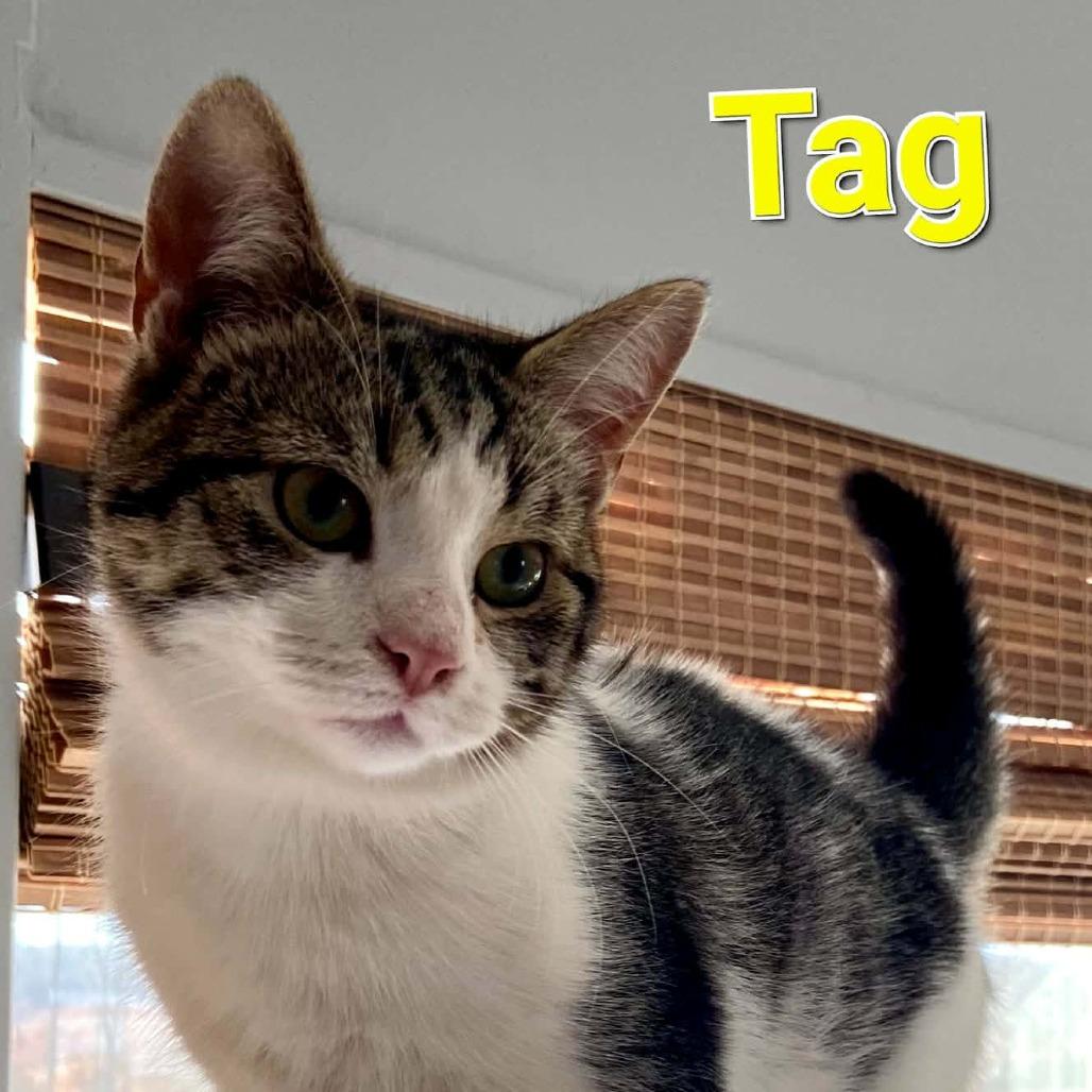 Enlarge Tag, a Adoptable Domestic Short Hair in Charlottesville, VA image 2/2