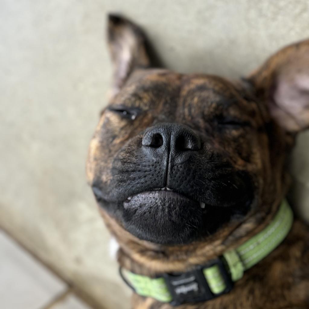Spike, Adoptable, Adult Male Rottweiler & Pit Bull Terrier.