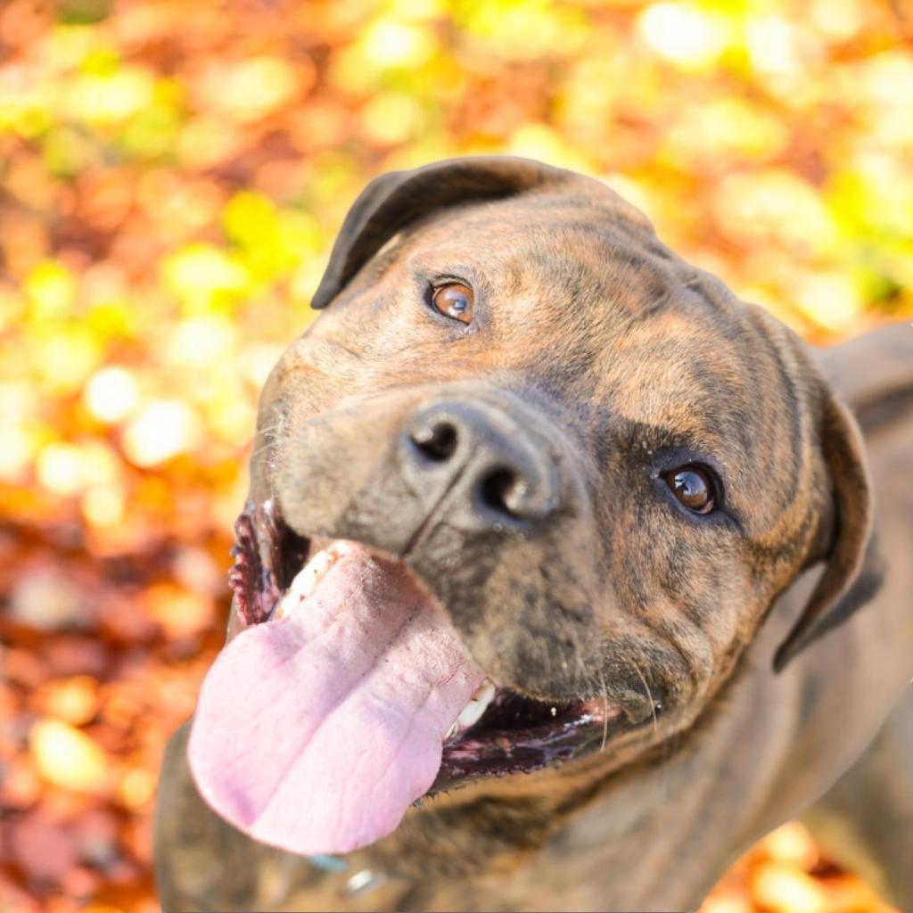 Enlarge Spike, a Adoptable mixed breed in Grand Rapids, MI image 2/6