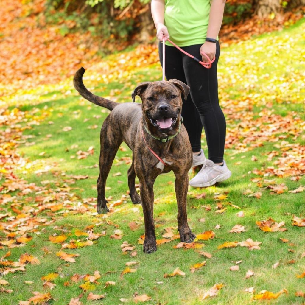 Enlarge Spike, a Adoptable mixed breed in Grand Rapids, MI image 3/6
