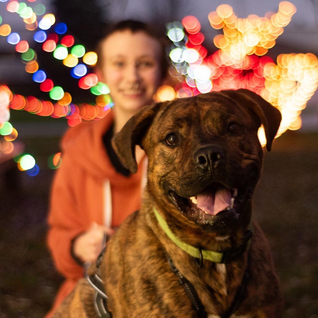 Enlarge Spike, a Adoptable mixed breed in Grand Rapids, MI image 4/6