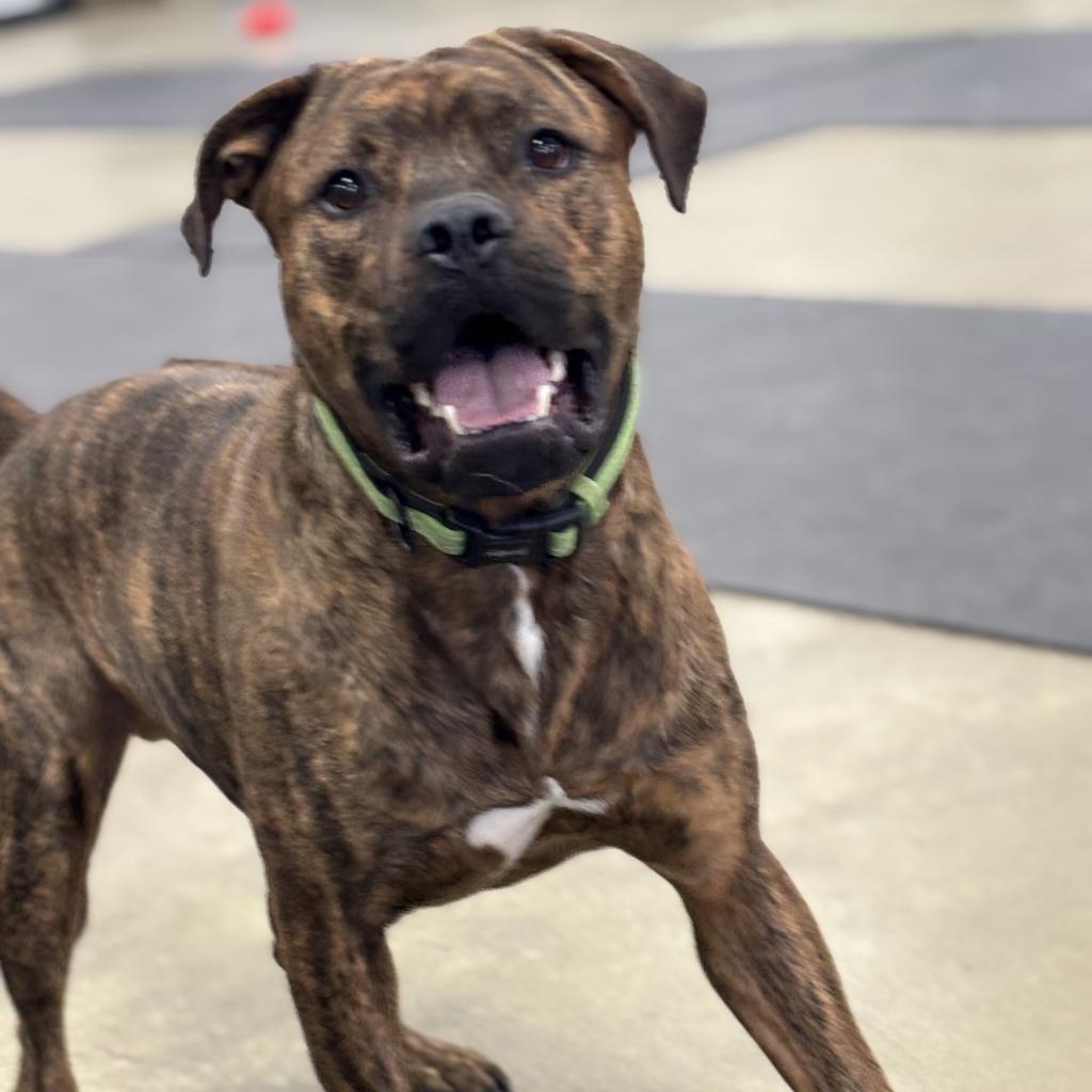 Enlarge Spike, a Adoptable mixed breed in Grand Rapids, MI image 5/6