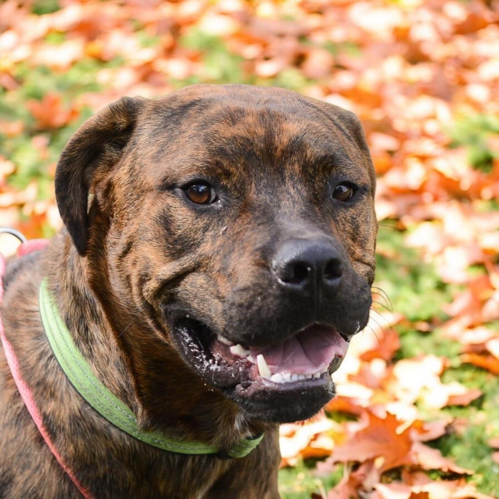 Enlarge Spike, a Adoptable mixed breed in Grand Rapids, MI image 6/6