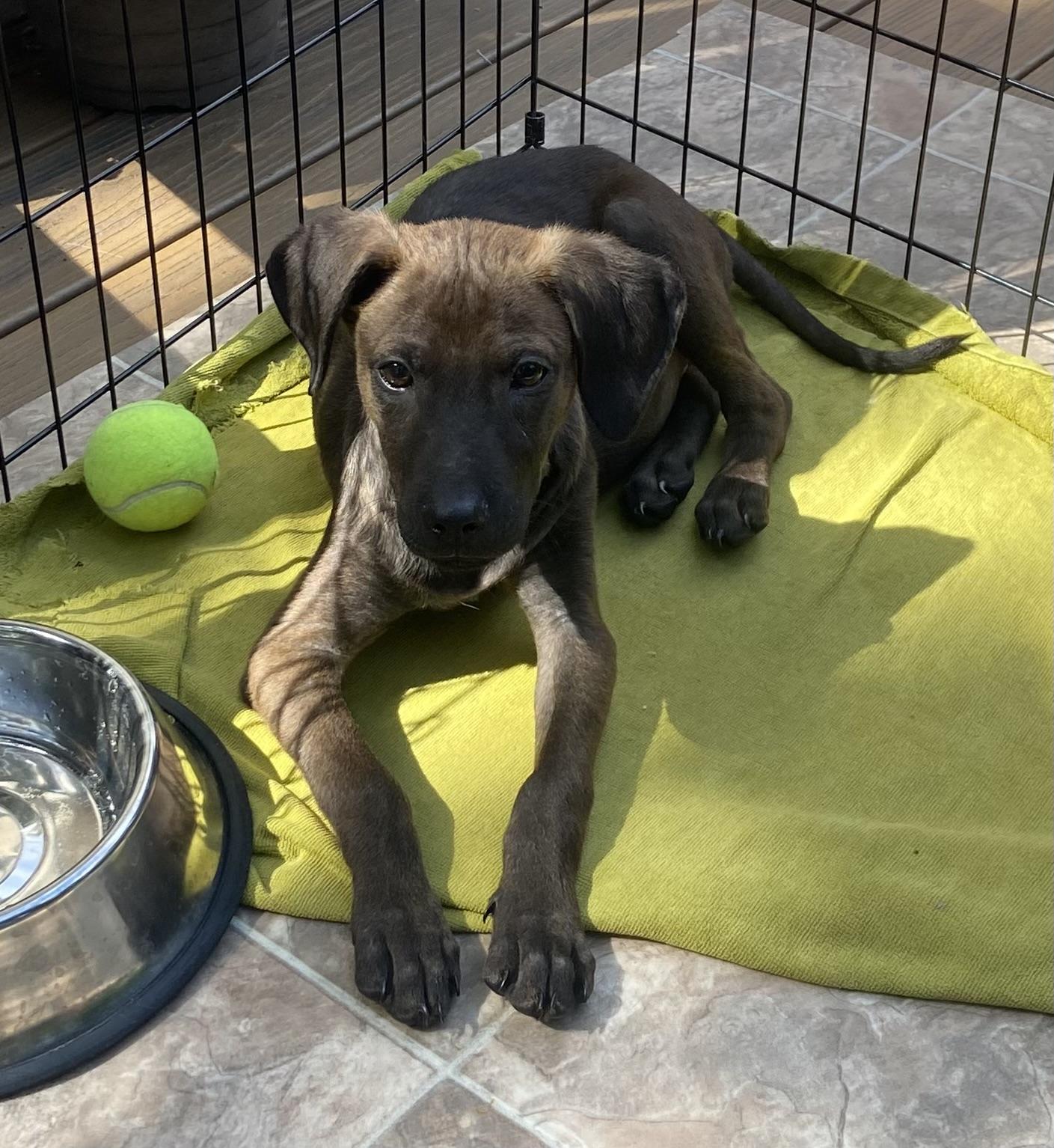 Enlarge Duncan, a Adoptable mixed breed in Minneapolis, MN image 3/6