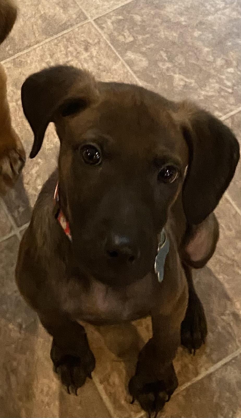Enlarge Duncan, a Adoptable mixed breed in Minneapolis, MN image 4/6