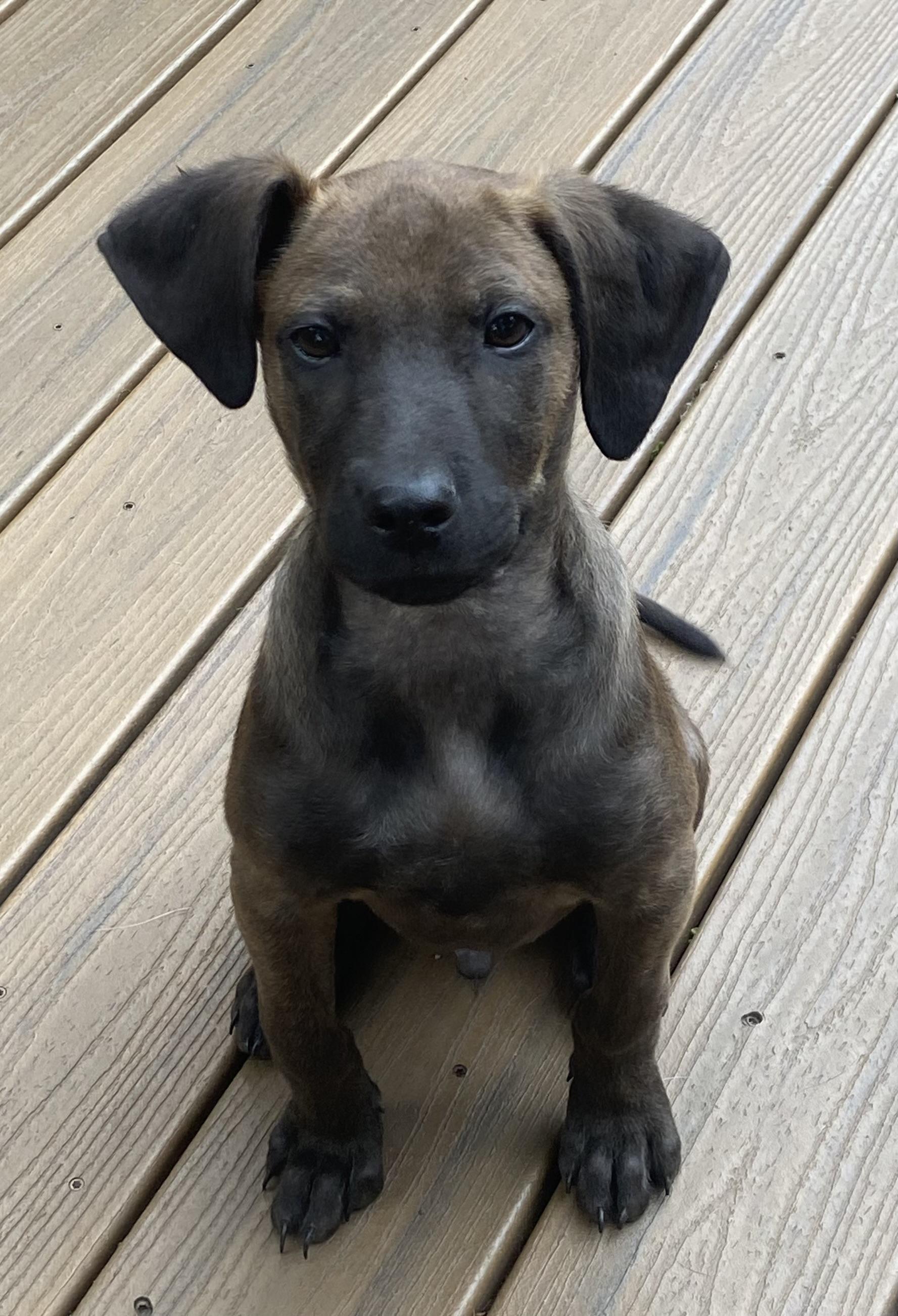 Enlarge Duncan, a Adoptable mixed breed in Minneapolis, MN image 5/6