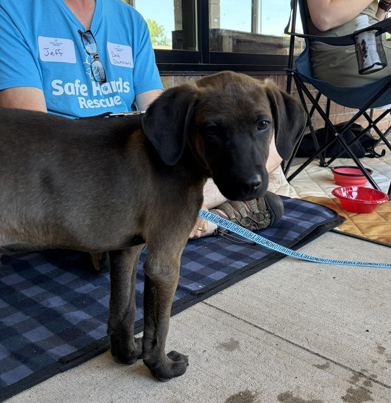 Enlarge Duncan, a Adoptable mixed breed in Minneapolis, MN image 6/6