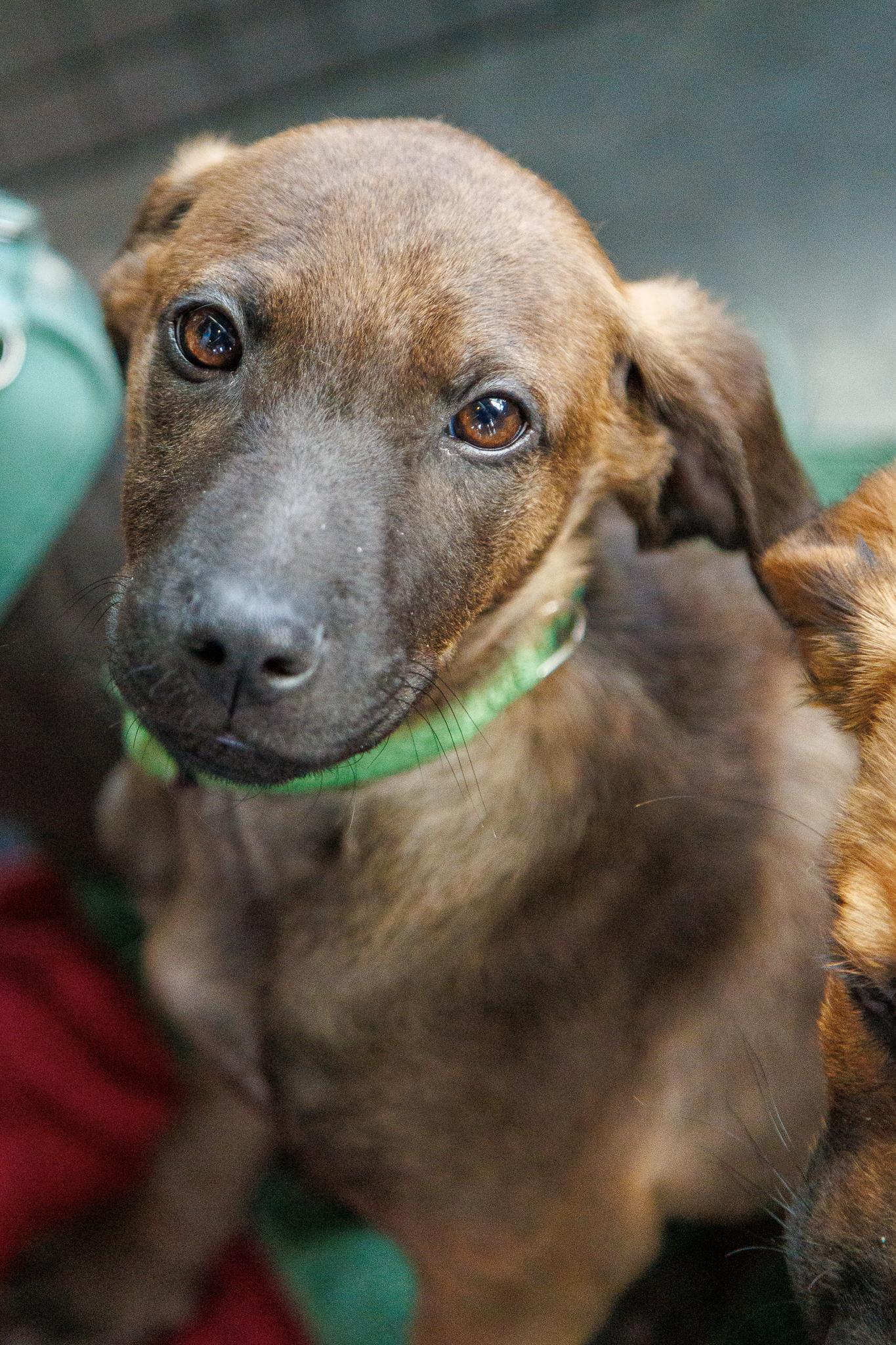 Duncan, Adoptable, Puppy Male Shepherd & Mixed Breed.