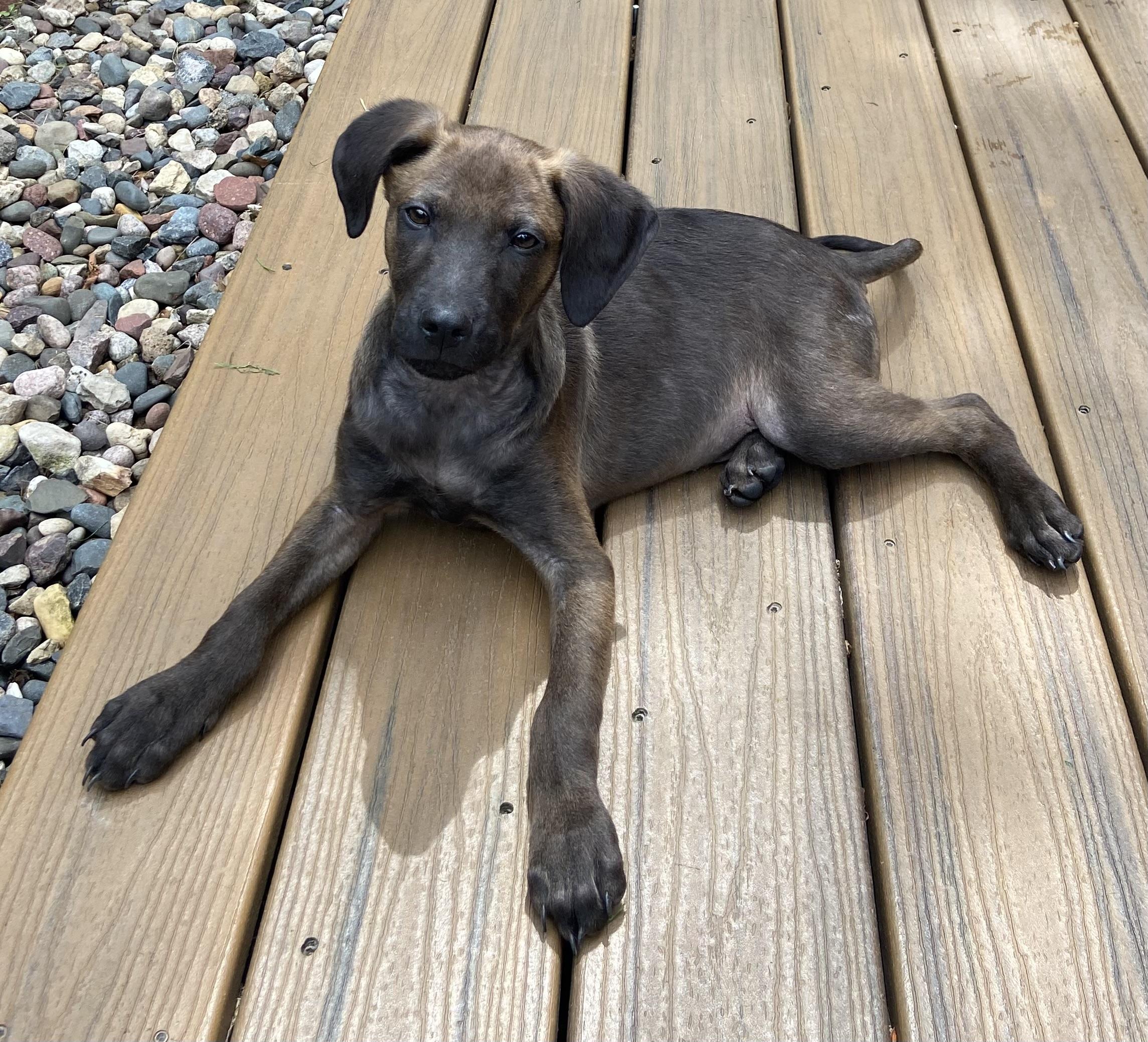 Enlarge Duncan, a Adoptable mixed breed in Minneapolis, MN image 2/6