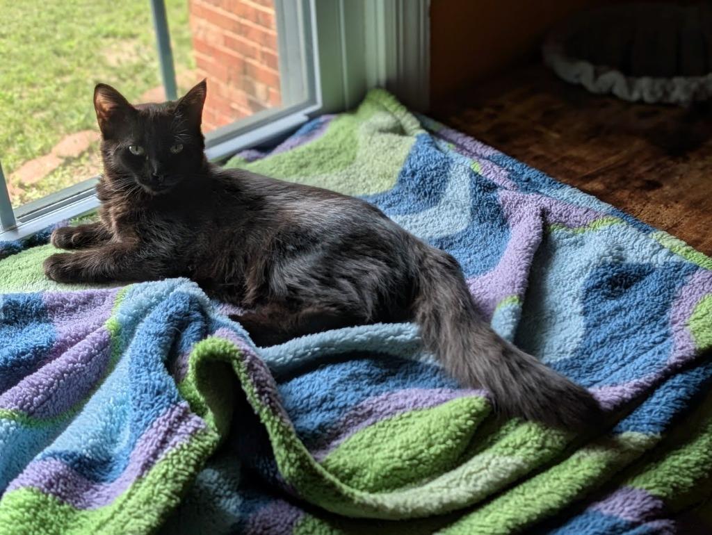 Glisten26, a Adoptable mixed breed in Youngsville, NC image 2/3