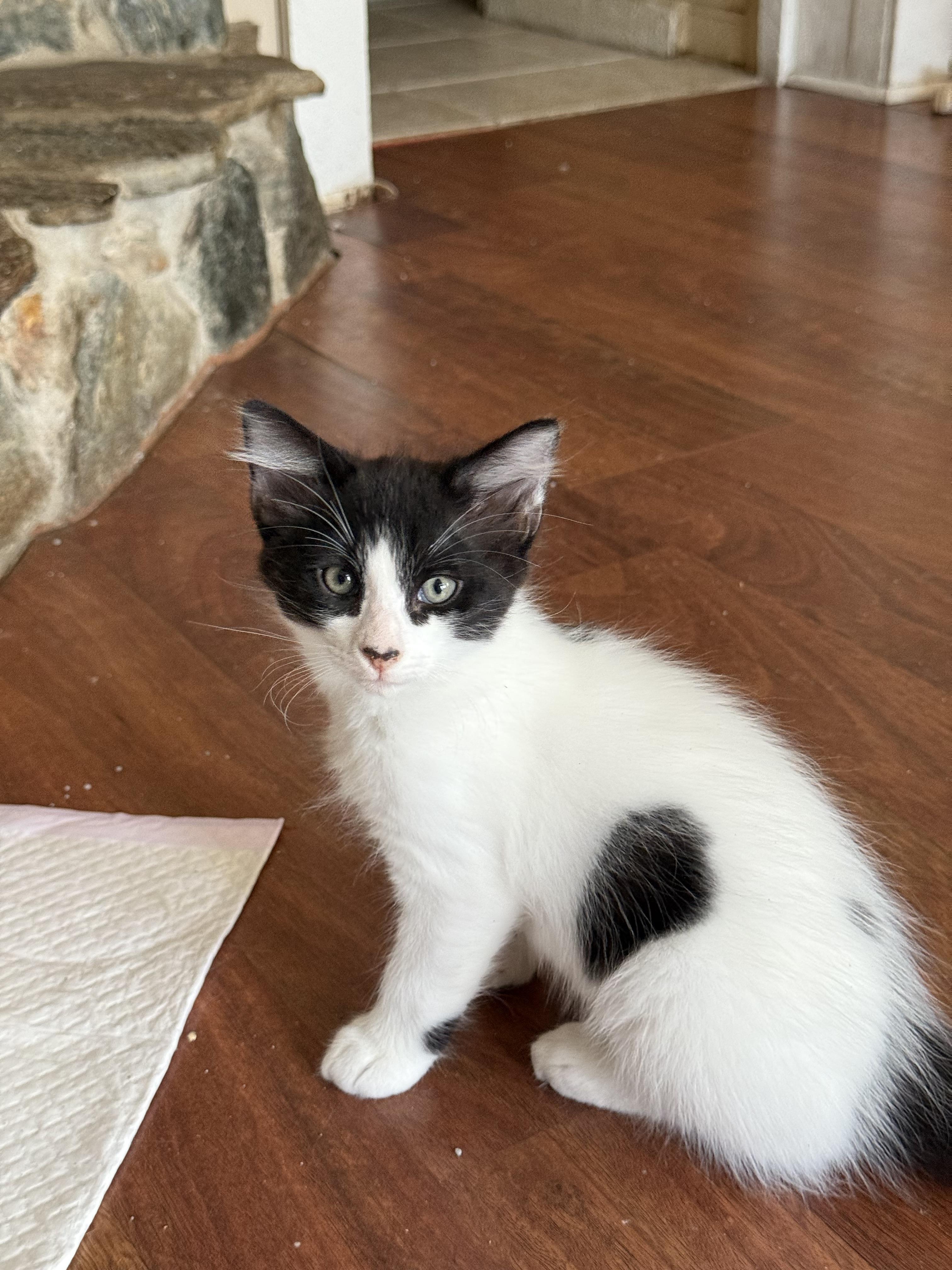 Oreo