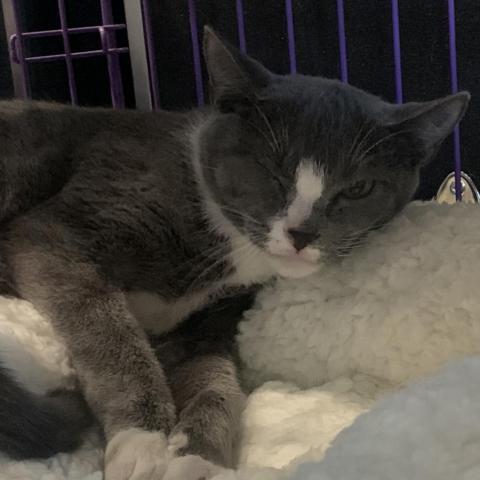 Moon Pie, a Adoptable Domestic Short Hair in Davie, FL image 1/3