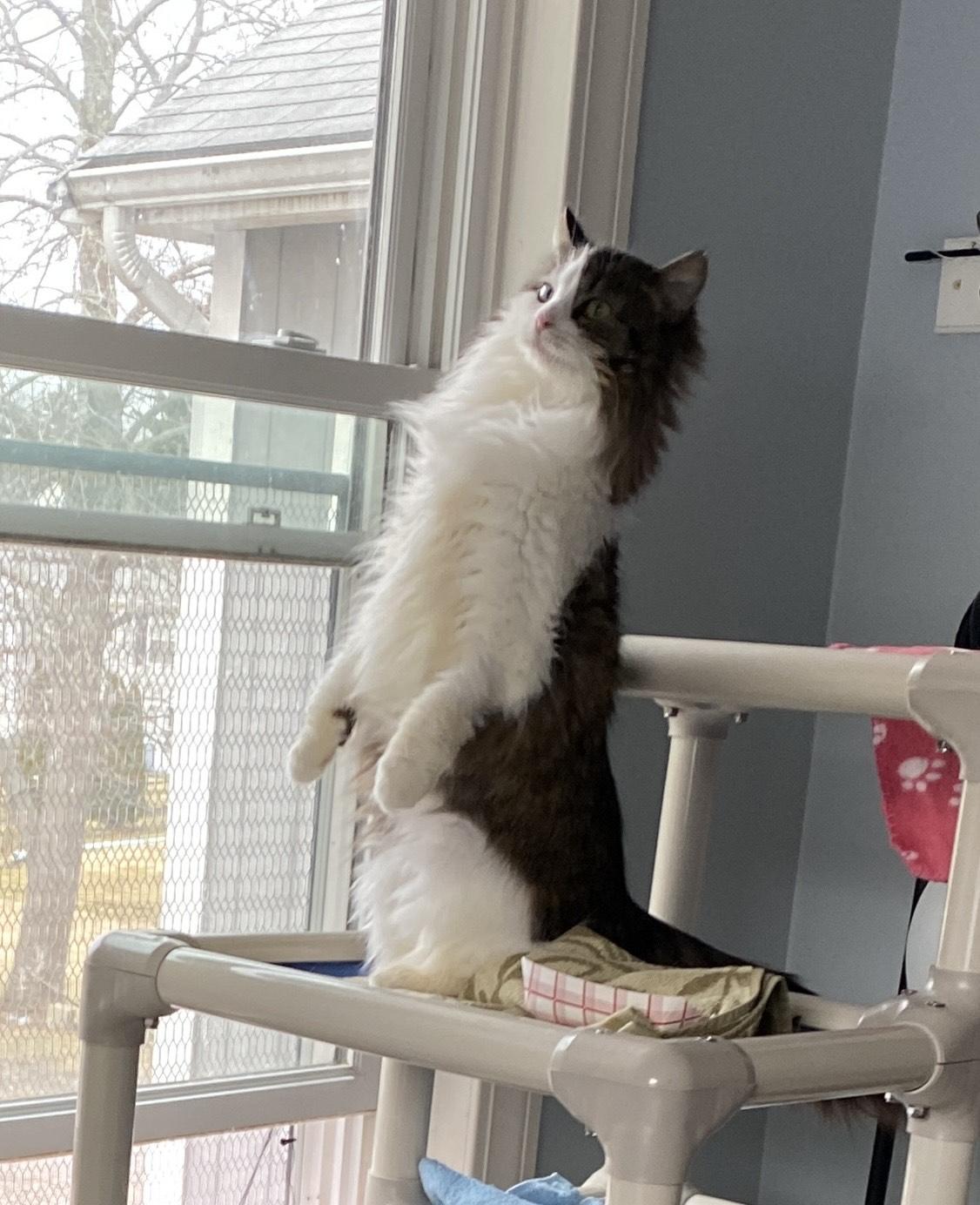 Enlarge Toffee, an adoptable Domestic Medium Hair in Salisbury, MA image 3/6