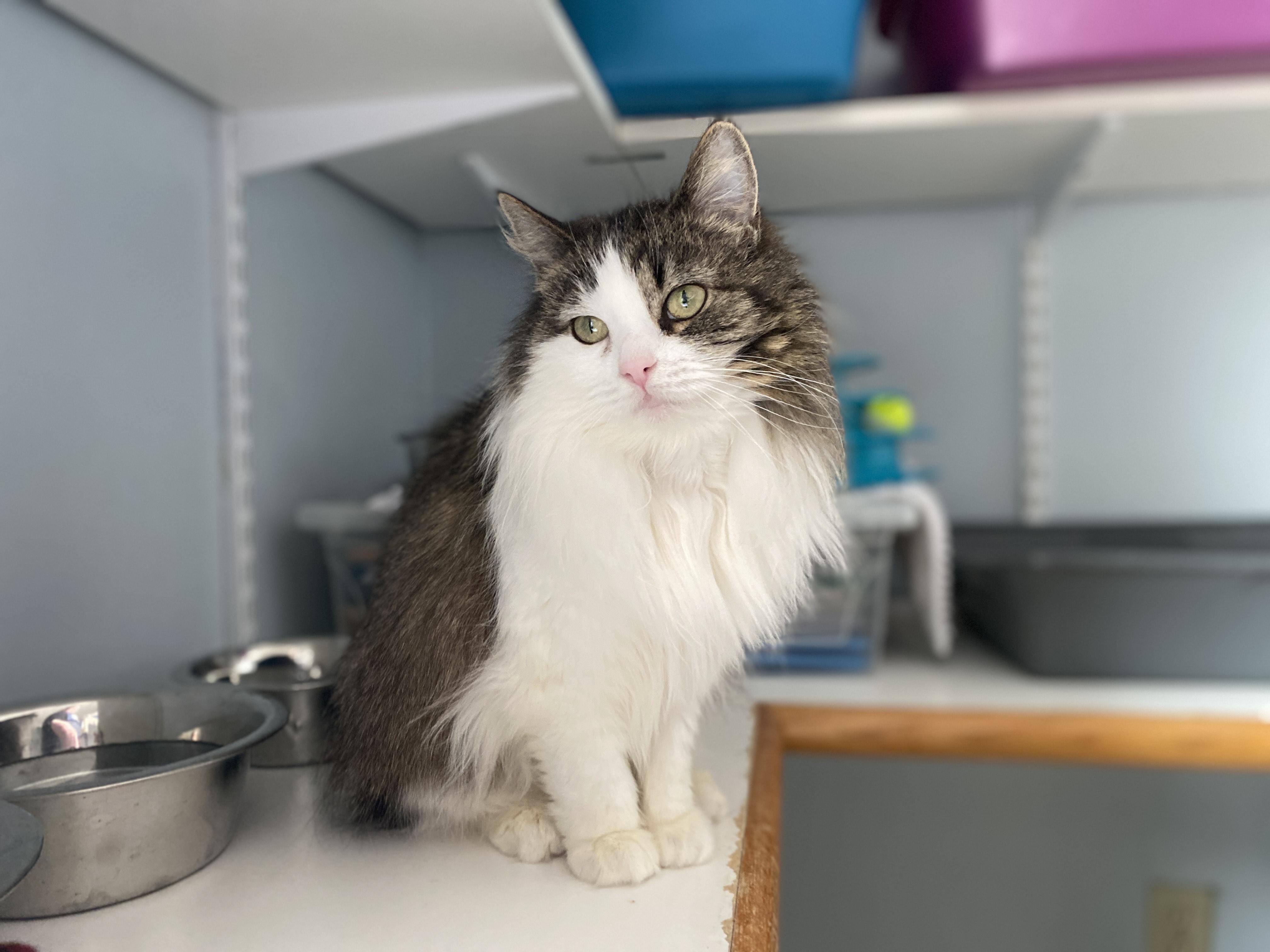 Enlarge Toffee, an adoptable Domestic Medium Hair in Salisbury, MA image 2/6