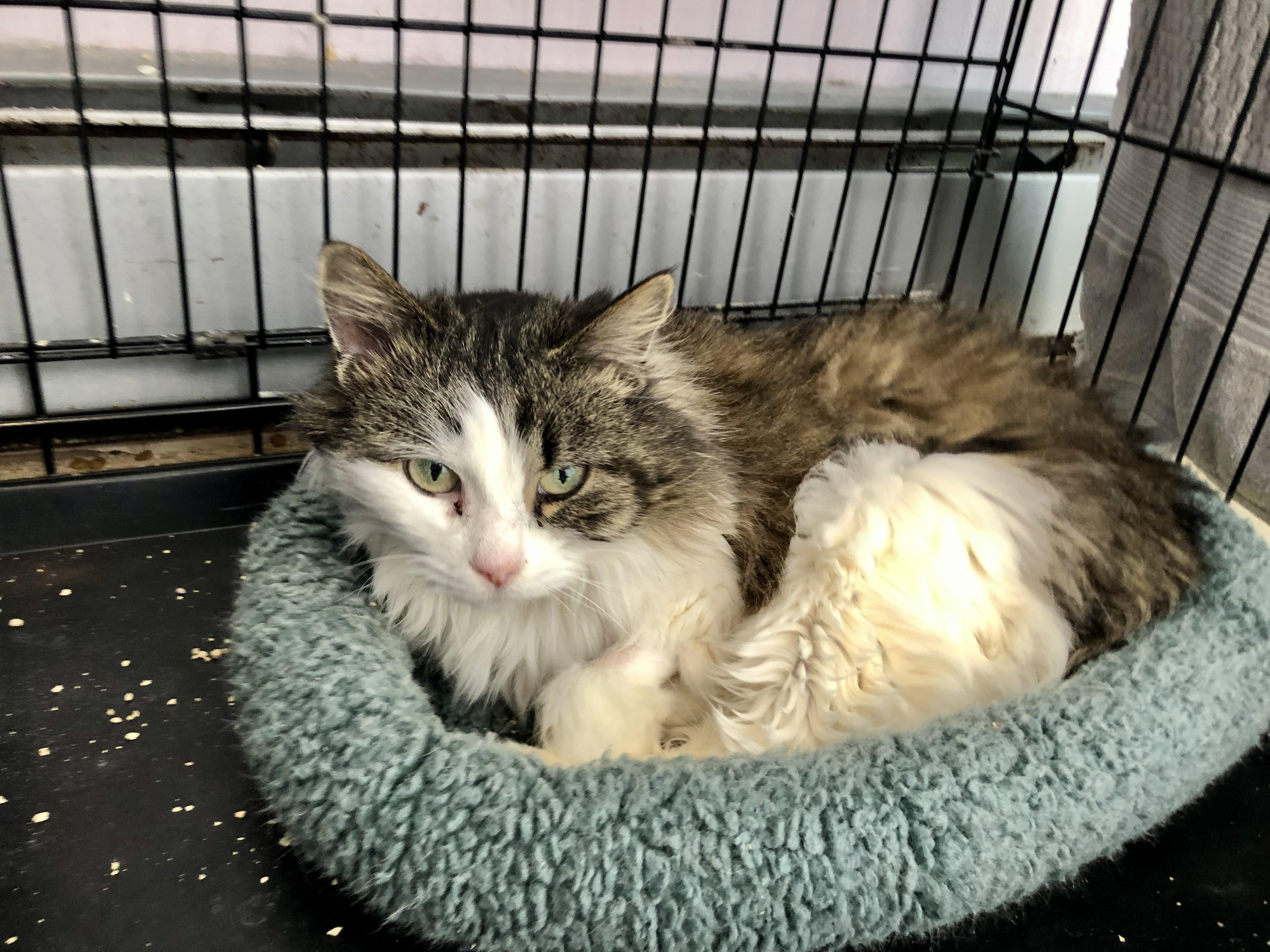 Enlarge Toffee, a ADOPTABLE Domestic Medium Hair in Salisbury, MA image 2/6