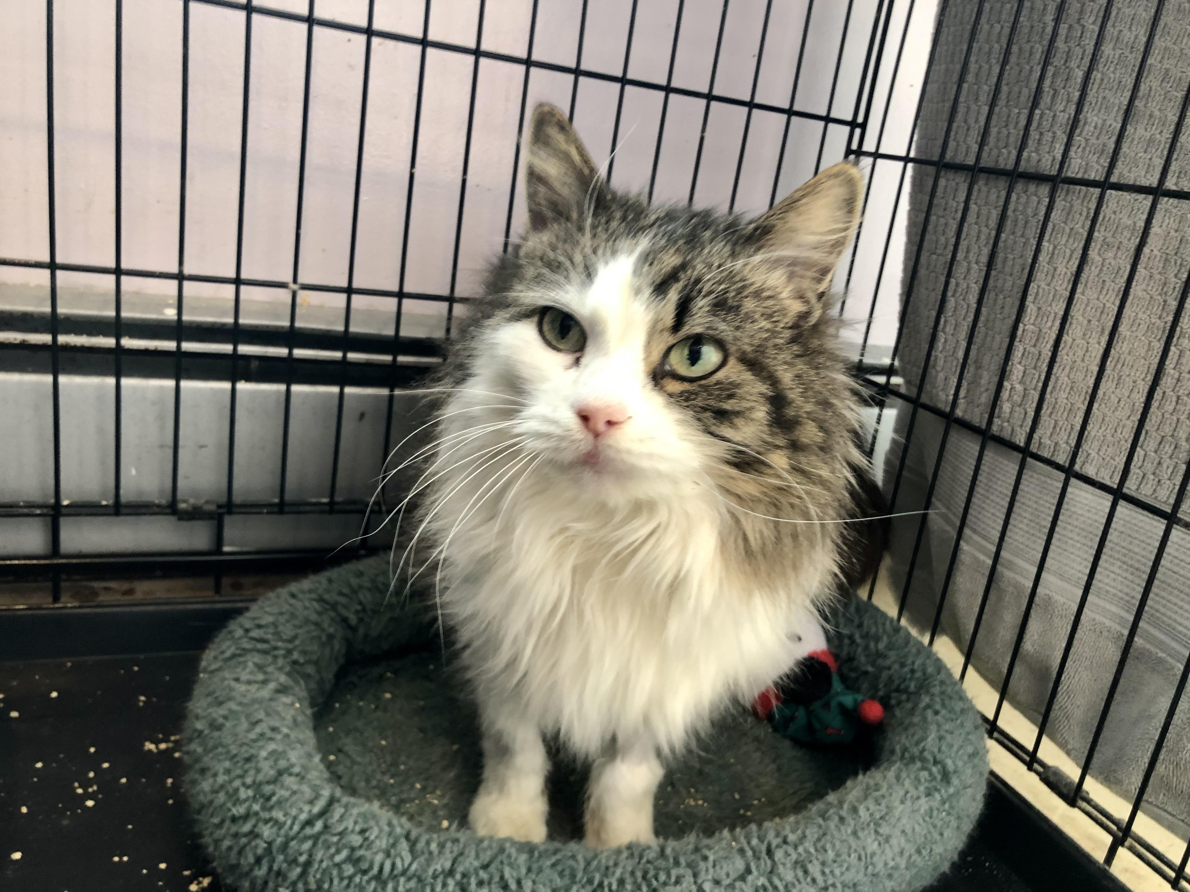 Toffee, ADOPTABLE, Adult Female Domestic Medium Hair.