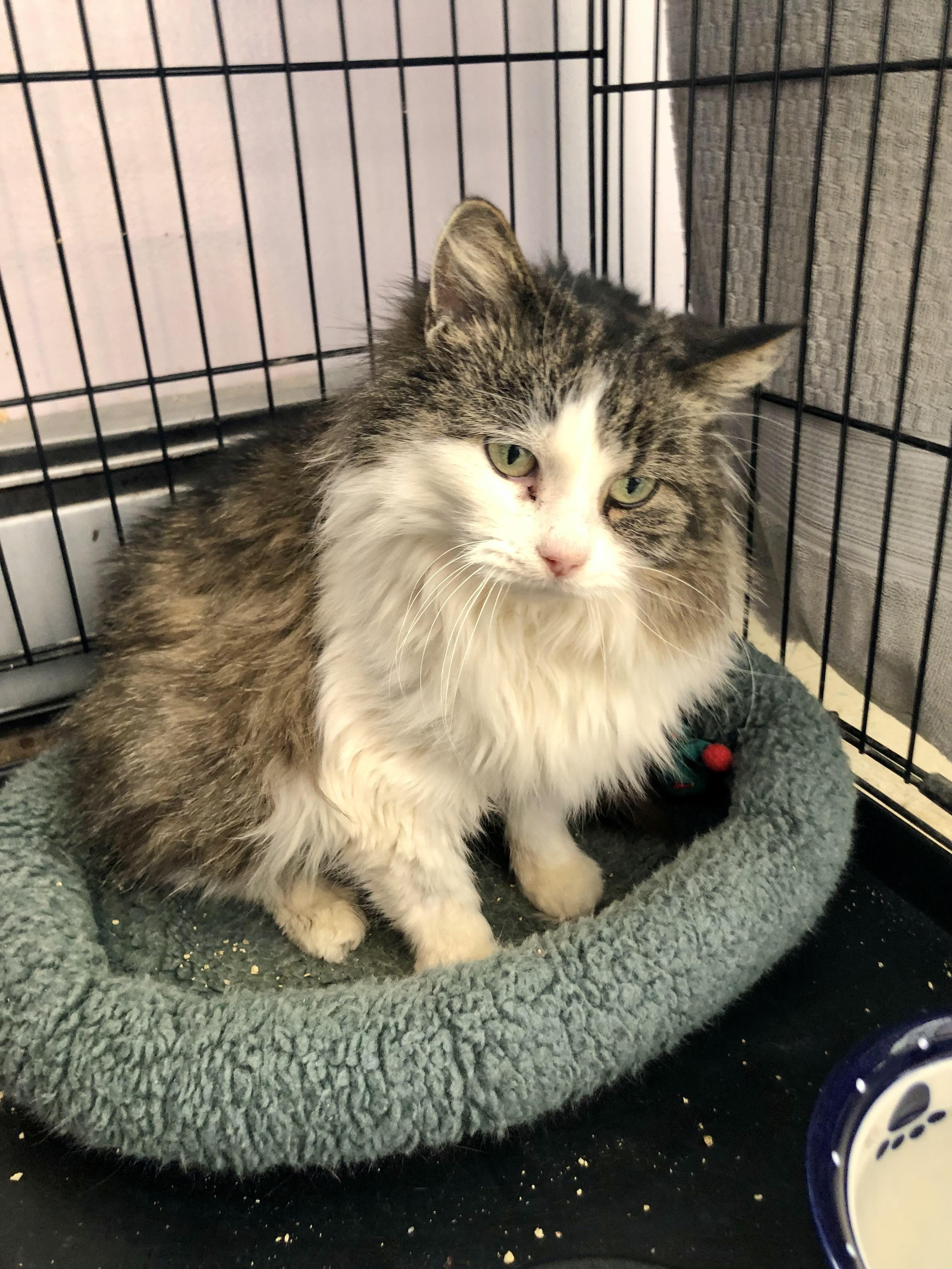 Enlarge Toffee, a ADOPTABLE Domestic Medium Hair in Salisbury, MA image 3/6