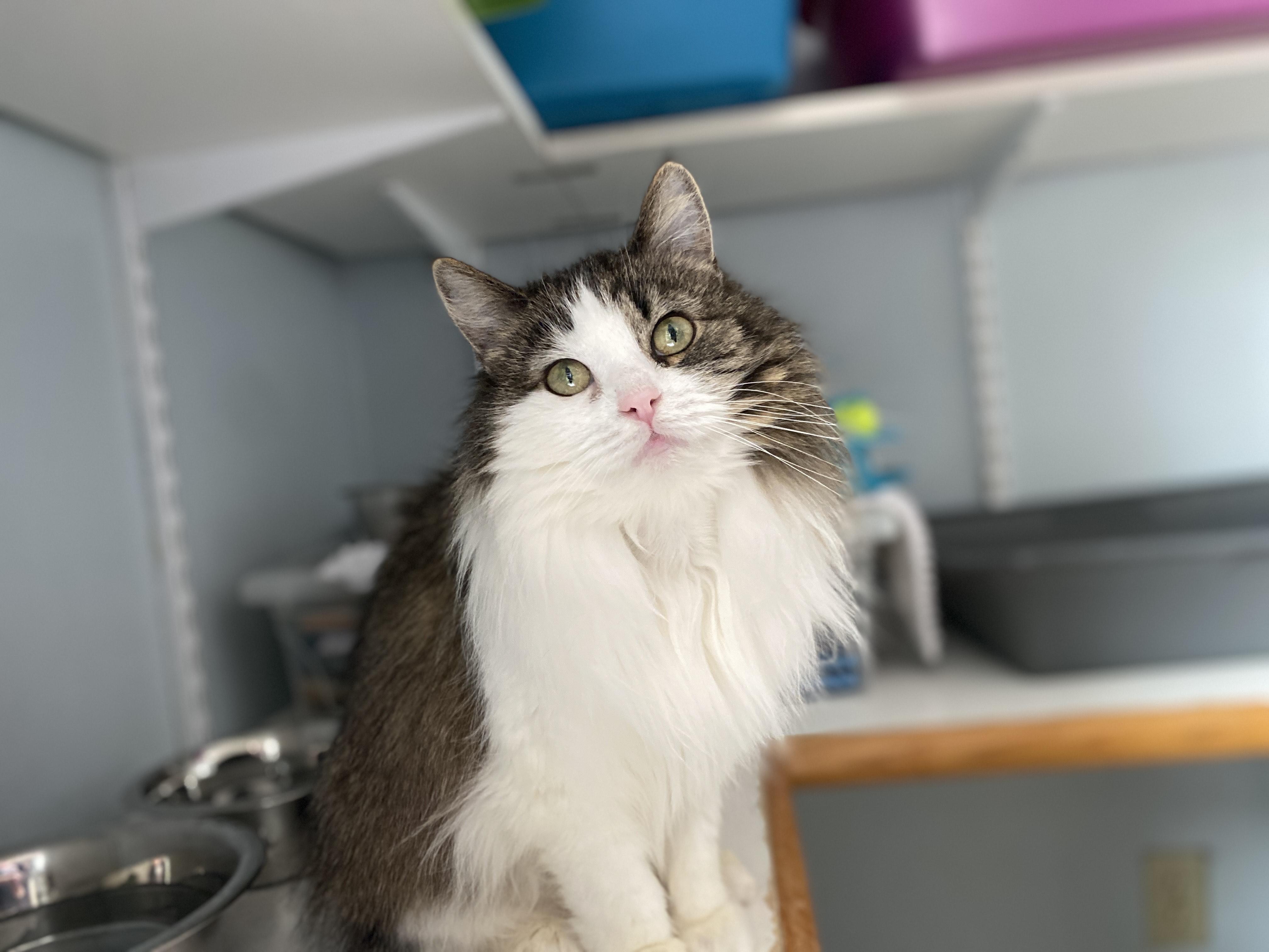 Toffee, adoptable, Adult Female Domestic Medium Hair.