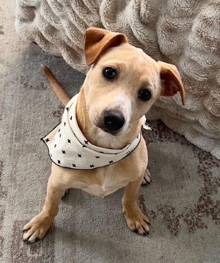 Enlarge **SASKATOON**, a Adoptable Labrador Retriever in North Prairie, WI image 1/3