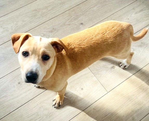 Enlarge **SASKATOON**, a Adoptable Labrador Retriever in North Prairie, WI image 3/3