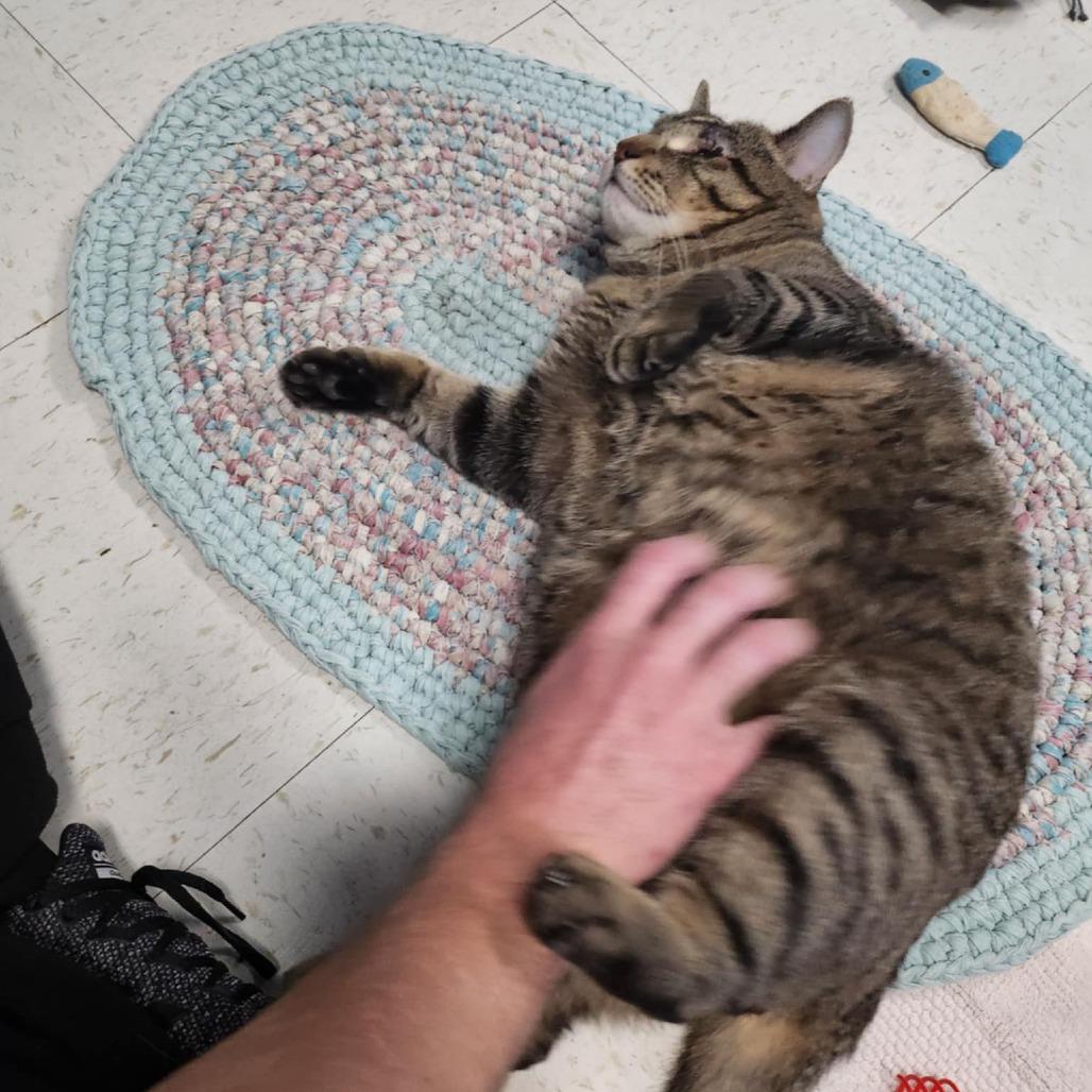 Timmy, a Adoptable Domestic Short Hair in North Augusta, SC image 1/2