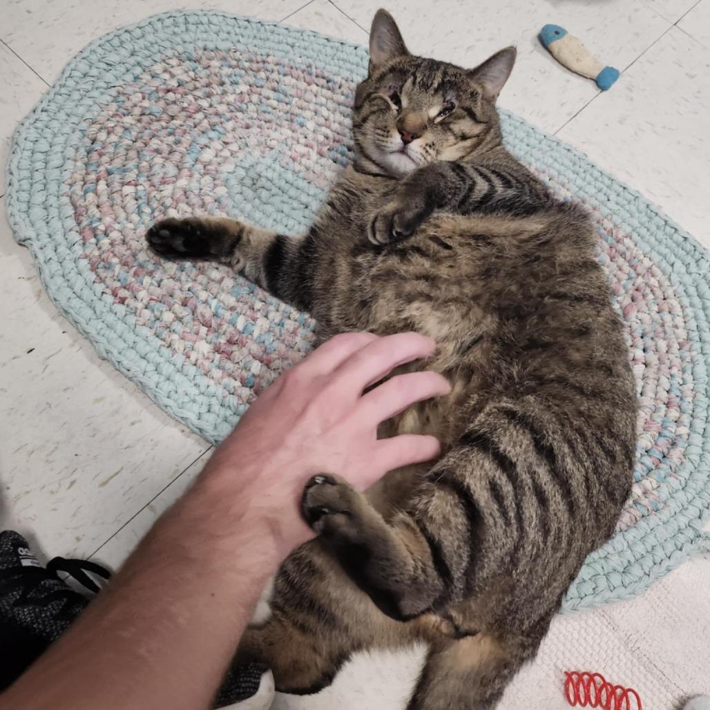 Timmy, a Adoptable Domestic Short Hair in North Augusta, SC image 2/2