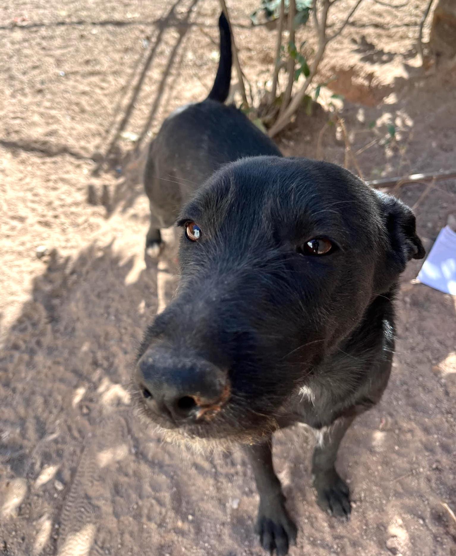 Candy (14), an adoptable Black Labrador Retriever in Mexicali, BCN, 21280 | Photo Image 2
