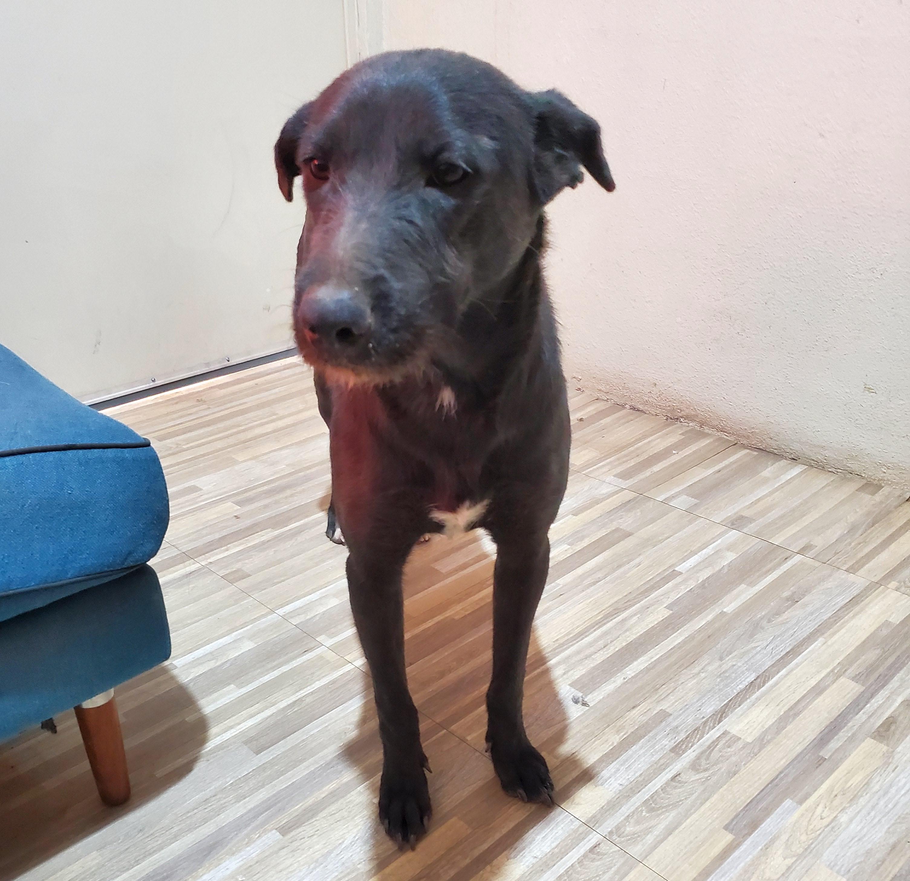 Candy (14), an adoptable Black Labrador Retriever in Mexicali, BCN, 21280 | Photo Image 1