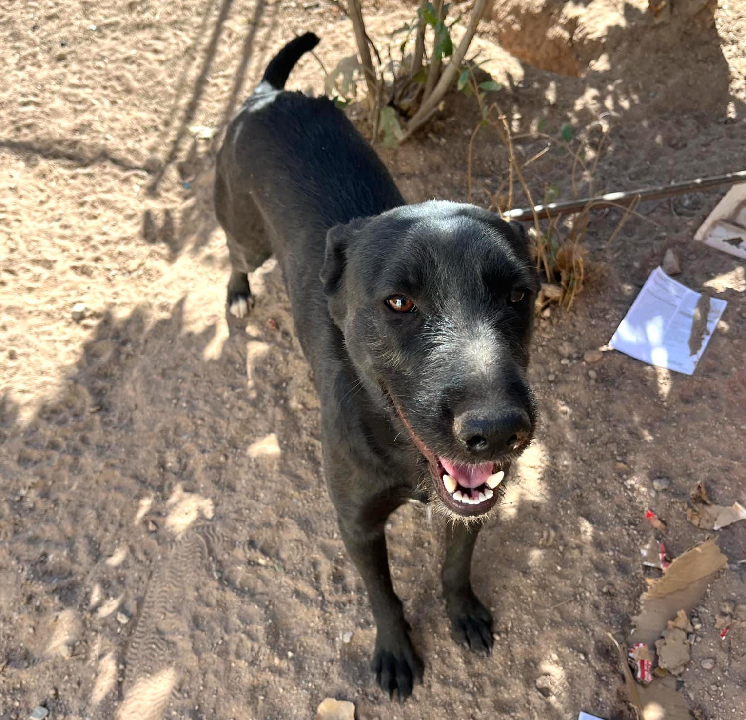 Candy (14), an adoptable Black Labrador Retriever in Mexicali, BCN, 21280 | Photo Image 3