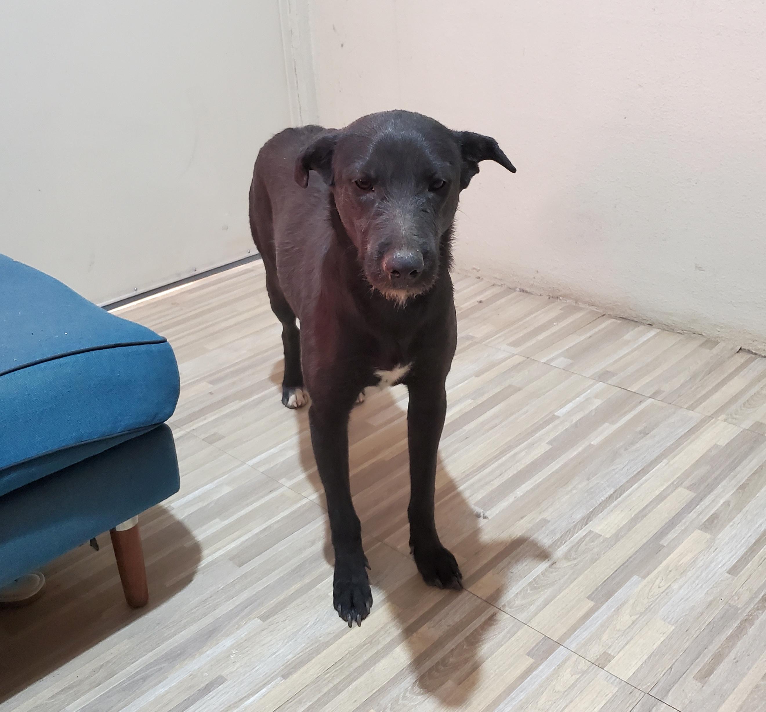 Candy (14), an adoptable Black Labrador Retriever in Mexicali, BCN, 21280 | Photo Image 4