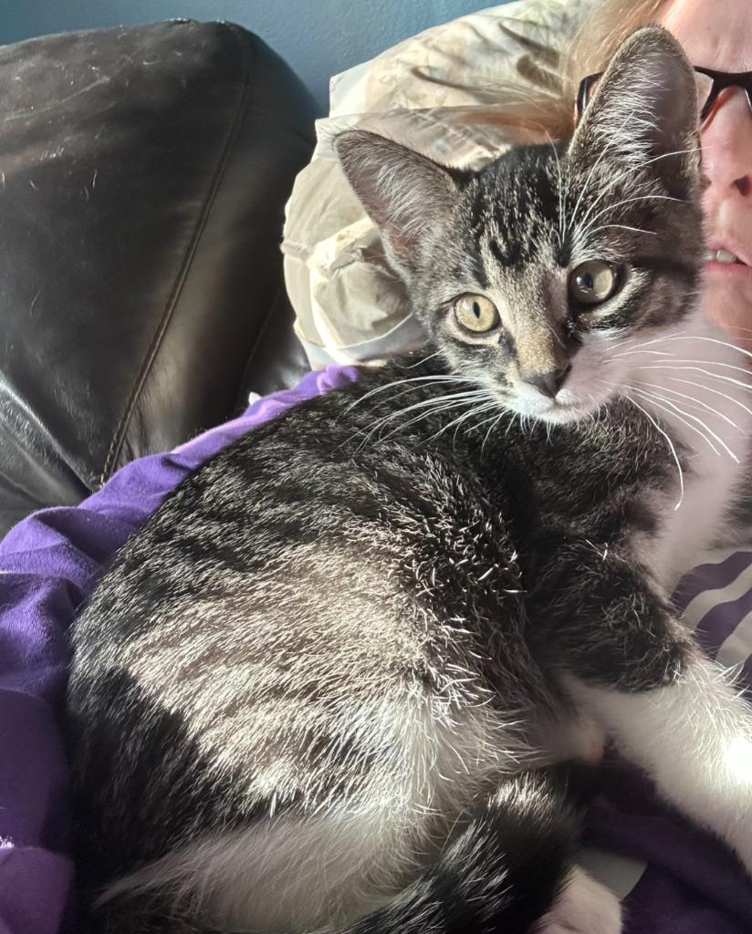 Chase, Adoptable, Kitten Male Domestic Short Hair.