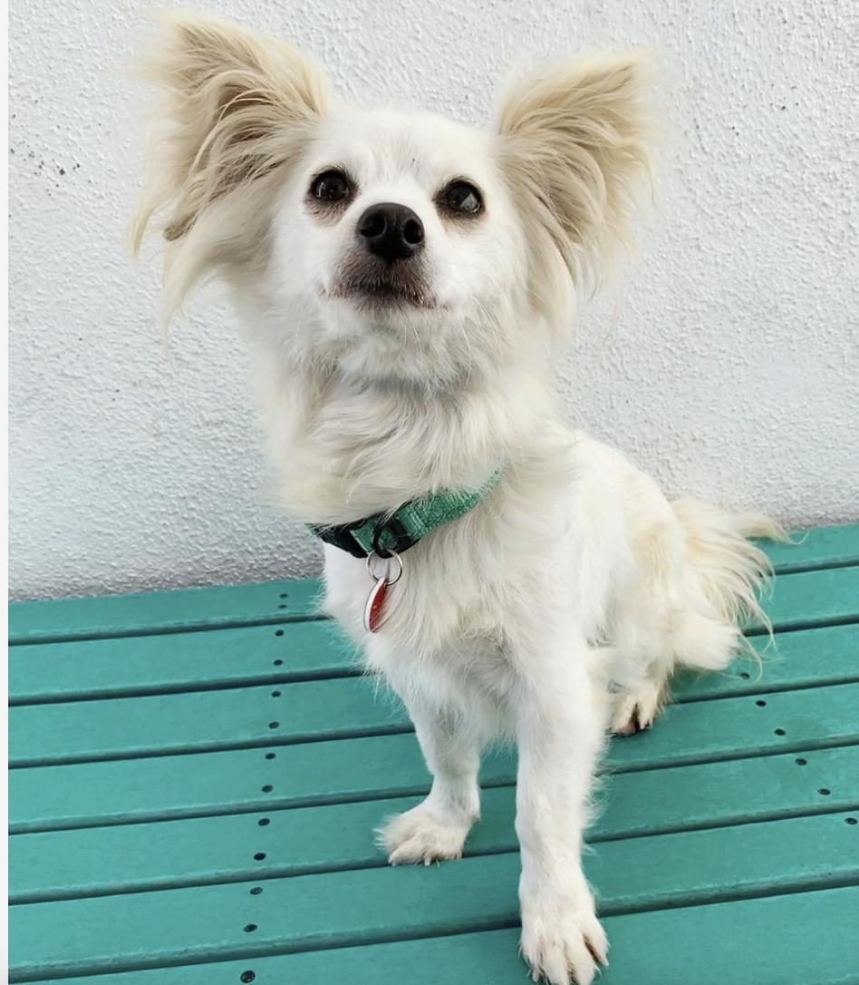 Feta Papillon Dog