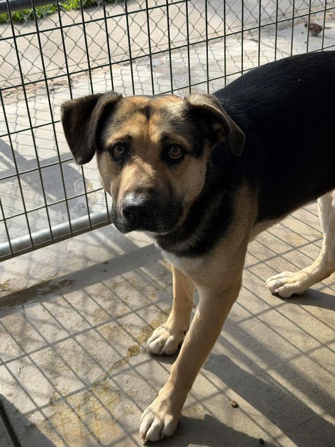 Gizmo, ADOPTABLE, Adult Male German Shepherd Dog.