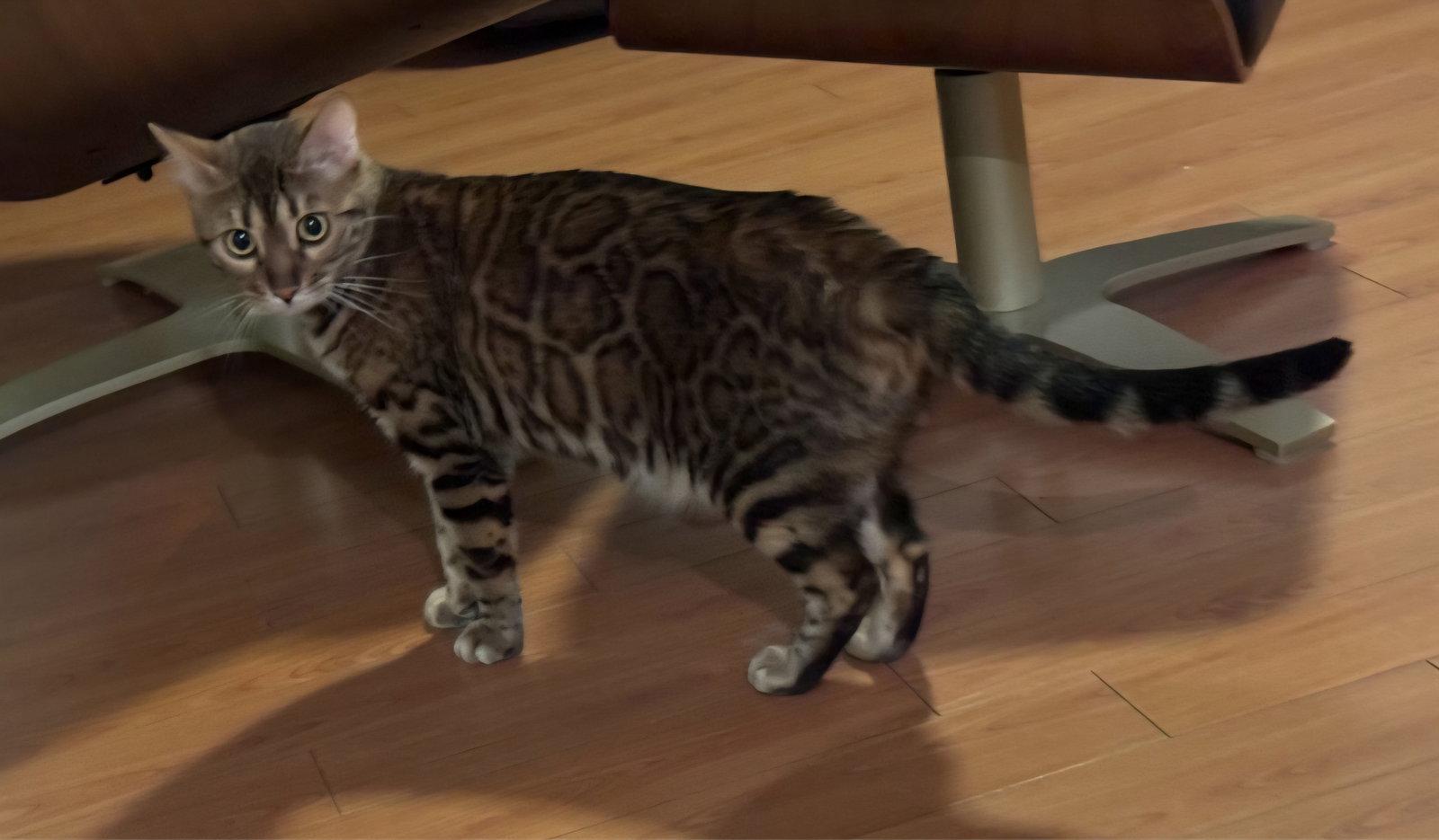 Rosie, Adoptable, Adult Female Bengal.