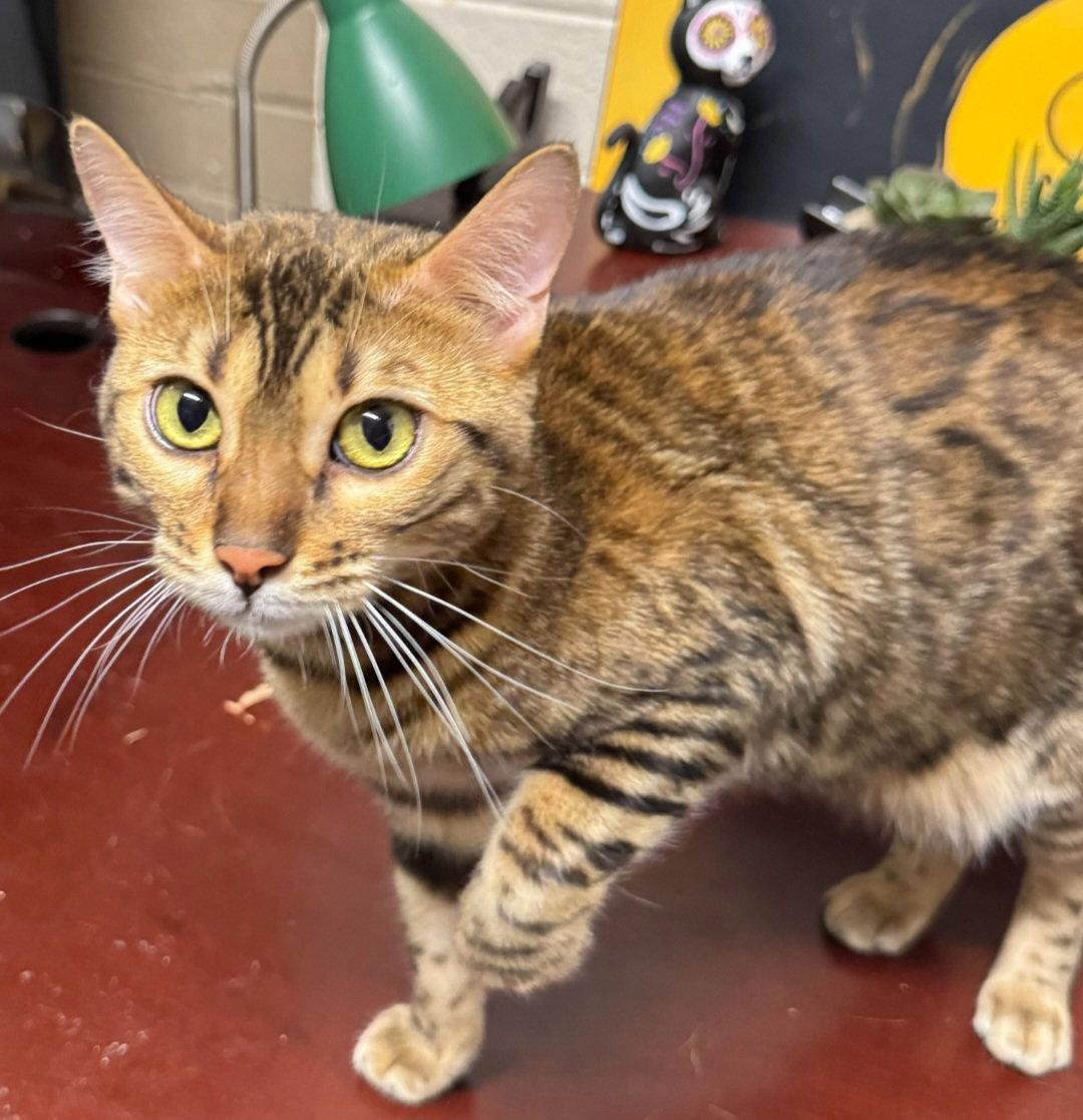 Rosie, Adoptable, Adult Female Bengal.