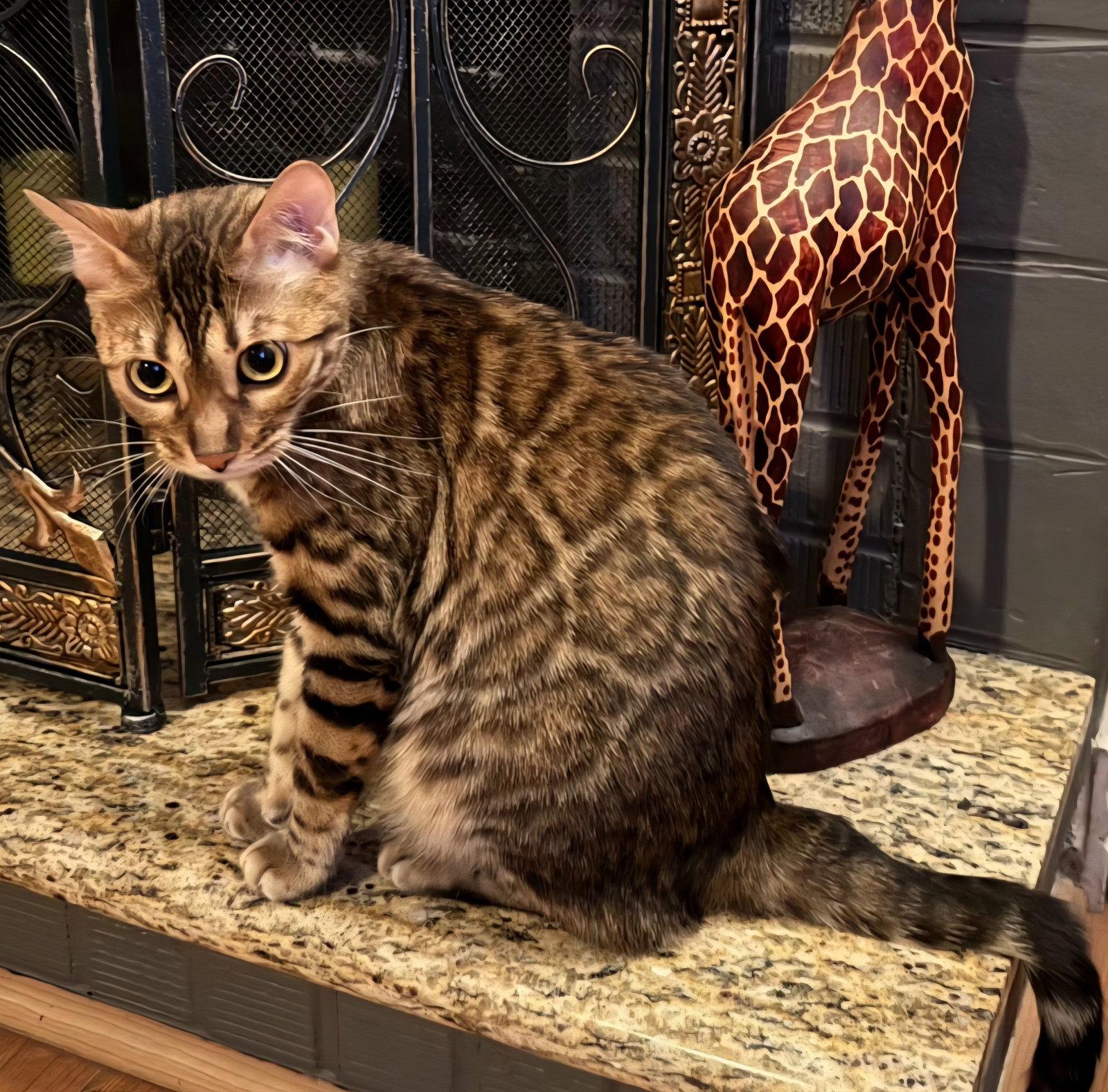 Enlarge Rosie, a Adoptable Bengal in Phoenix, AZ image 2/2