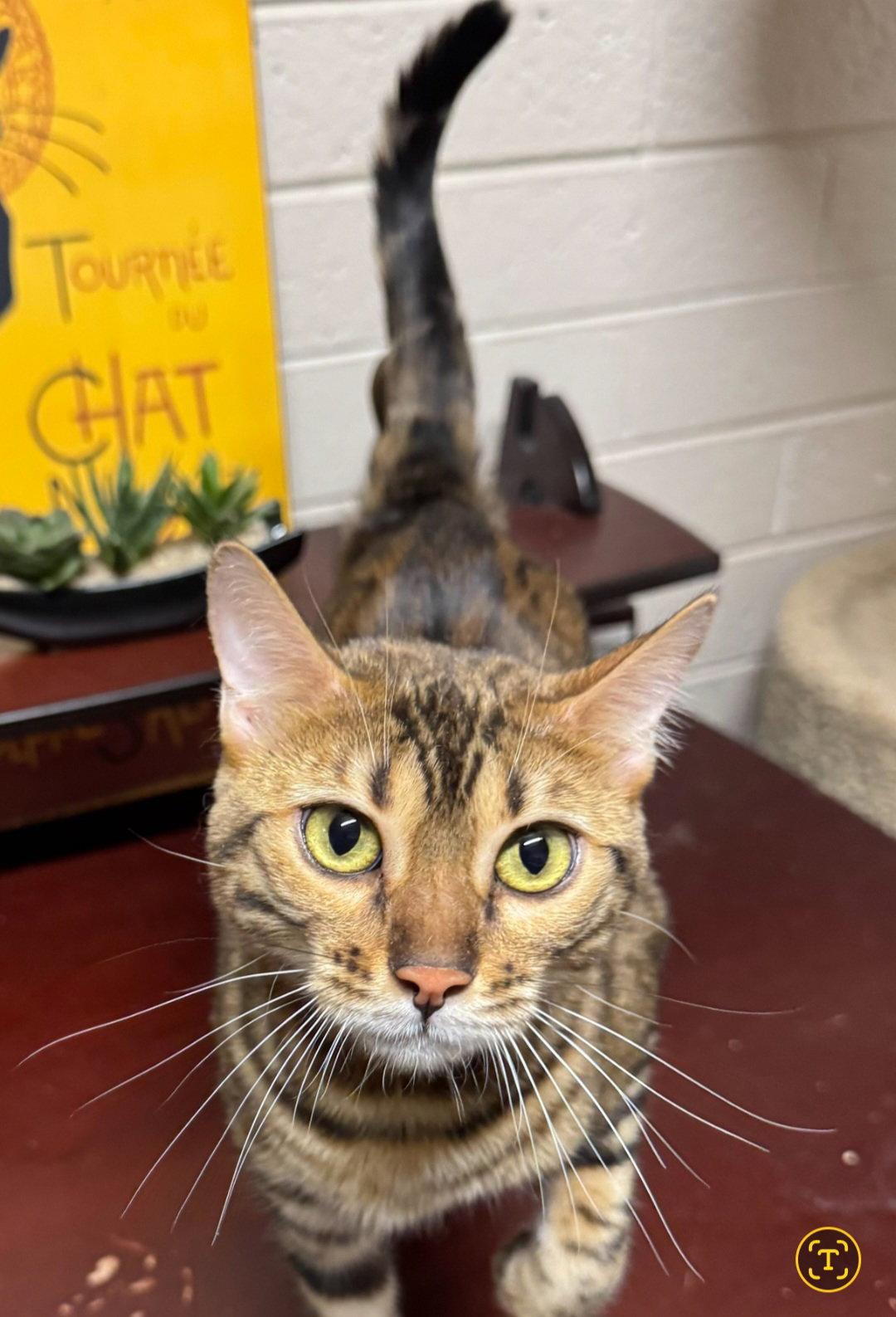 Enlarge Rosie, a Adoptable Bengal in Phoenix, AZ image 2/3