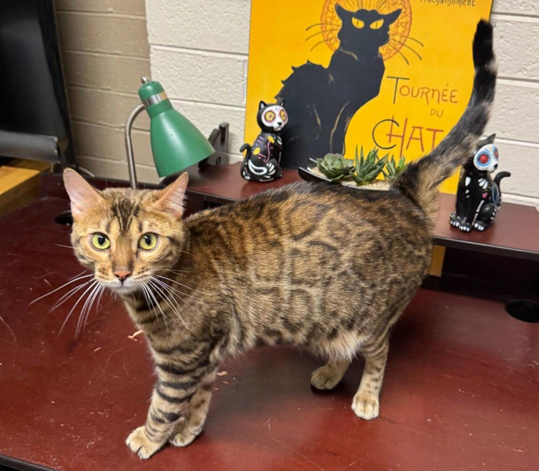 Enlarge Rosie, a Adoptable Bengal in Phoenix, AZ image 3/3