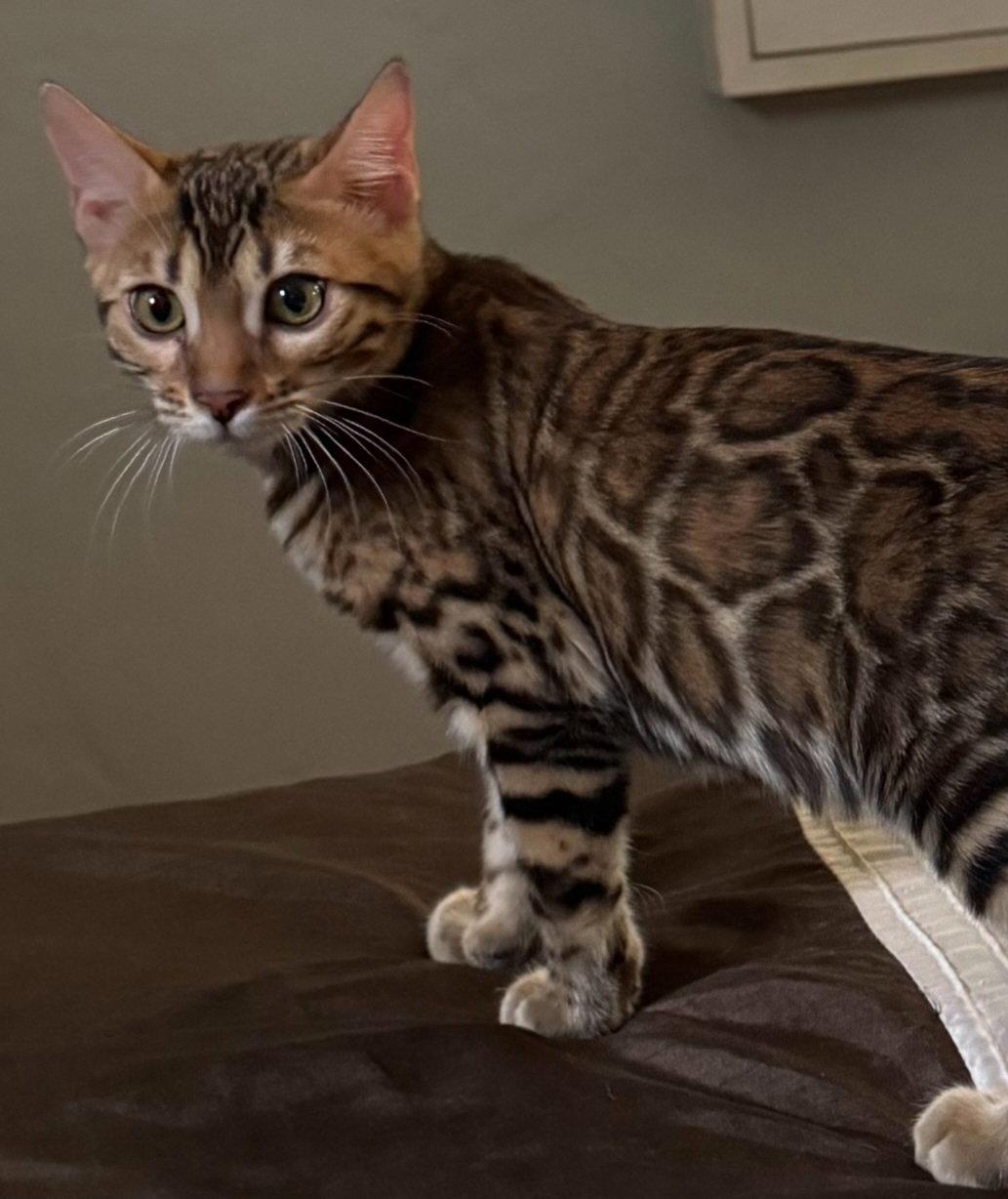 Rosie, a Adoptable Bengal in Phoenix, AZ image 3/3