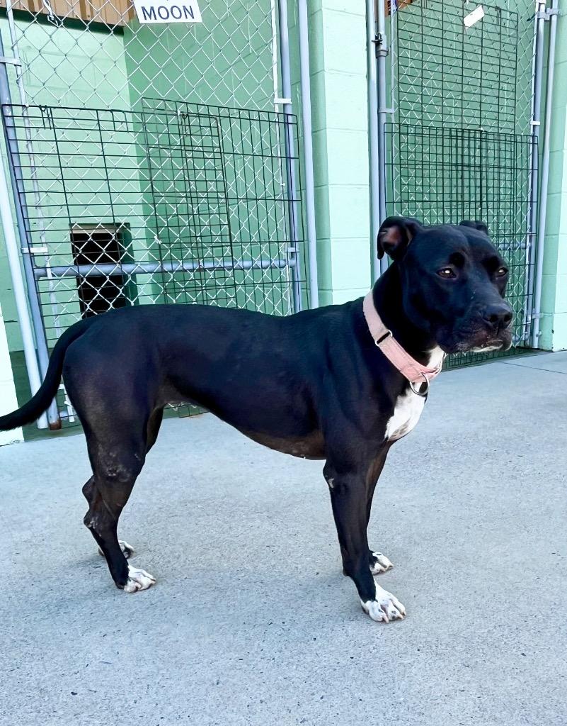 Moon, Adoptable, Adult Female Pit Bull Terrier.