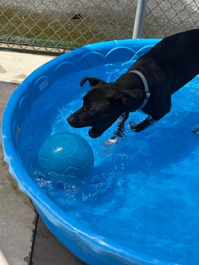 Moon, Adoptable, Adult Female Pit Bull Terrier.