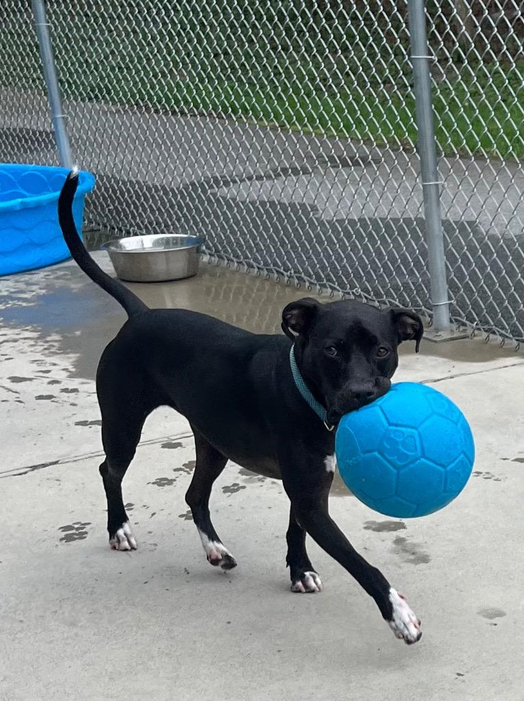 Enlarge Moon-, a Adoptable Pit Bull Terrier in Blountville, TN image 3/6