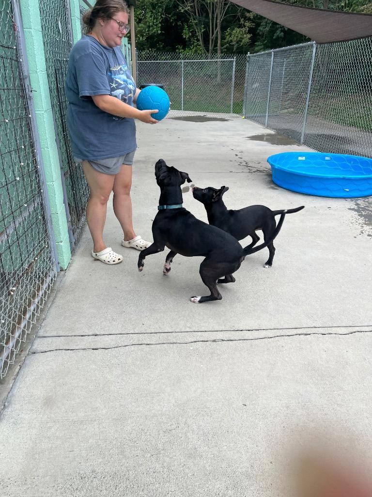Moon, a Adoptable Pit Bull Terrier in Blountville, TN image 5/6