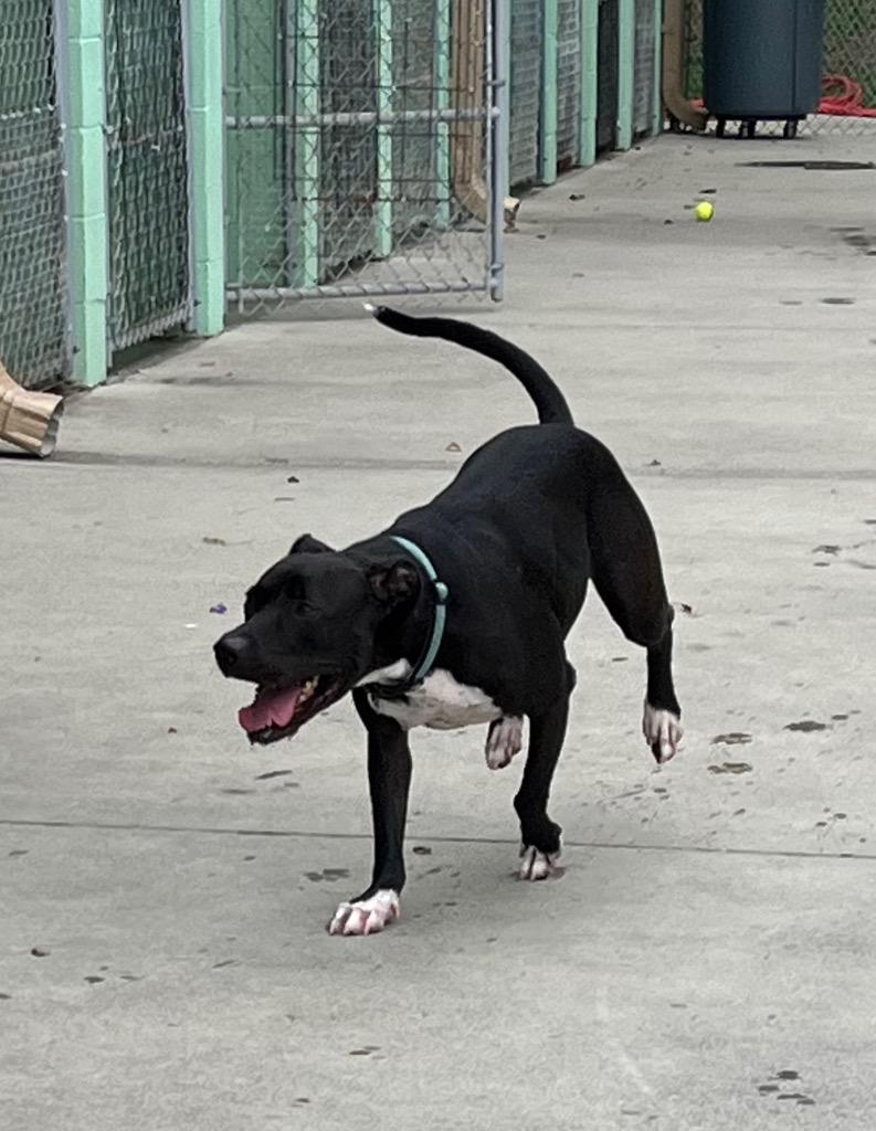 Moon, a Adoptable Pit Bull Terrier in Blountville, TN image 6/6