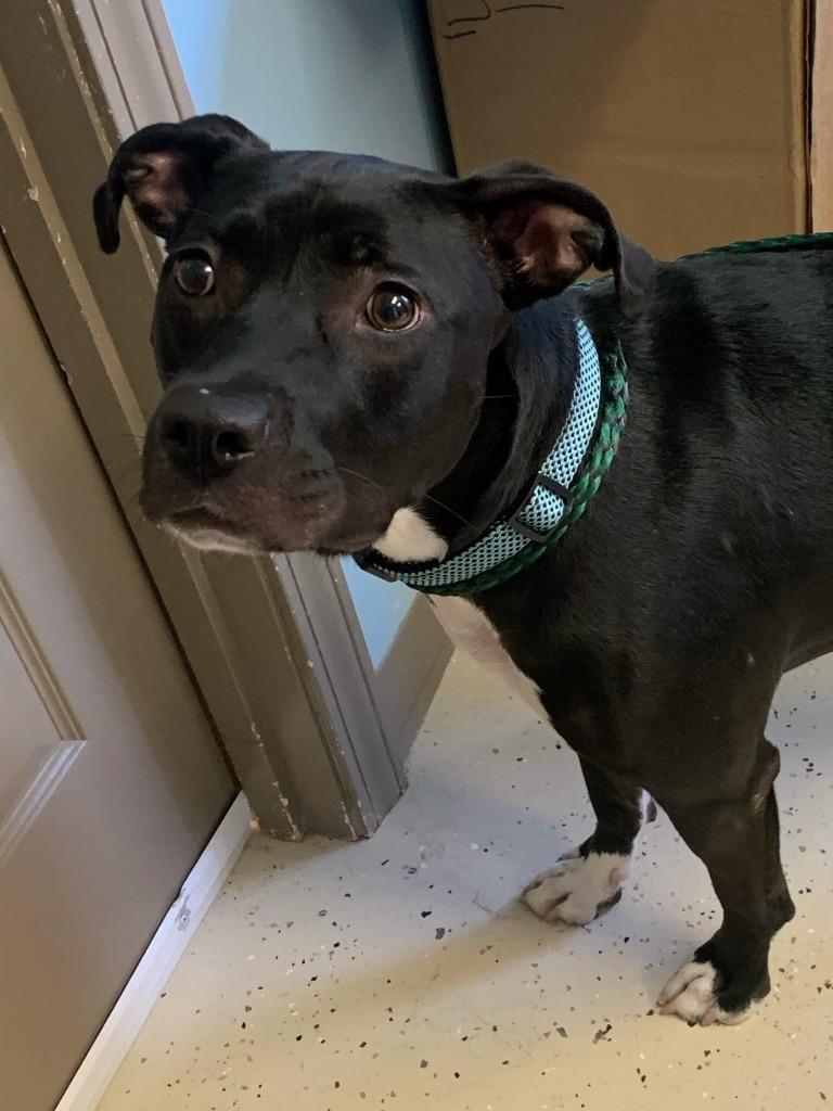 Enlarge Moon-, a Adoptable Pit Bull Terrier in Blountville, TN image 6/6