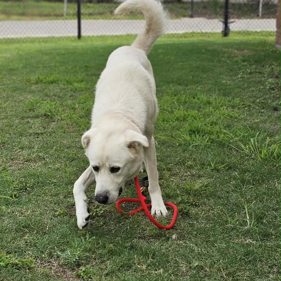Enlarge Hunter, a Adoptable mixed breed in Portland, TX image 2/6