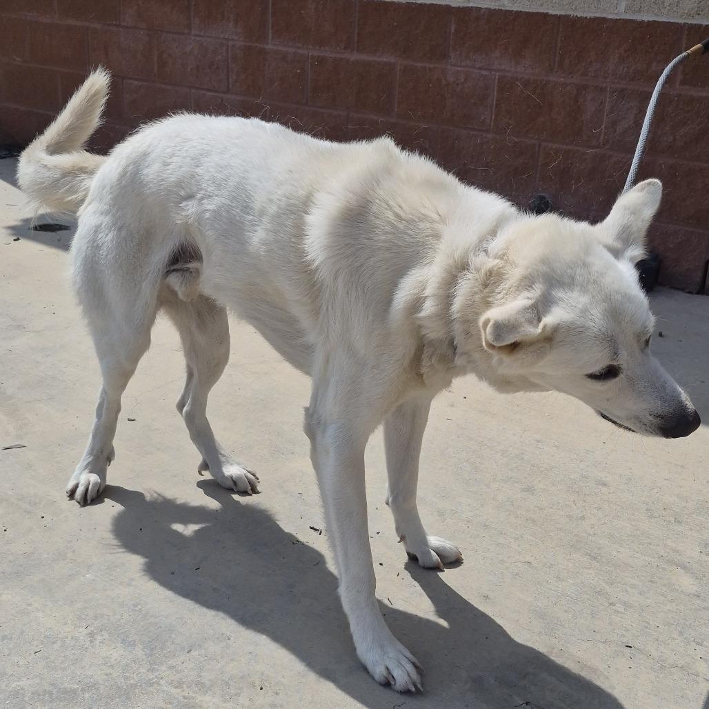 Enlarge TXAC-Stray-19845, a Adoptable mixed breed in Portland, TX image 2/3