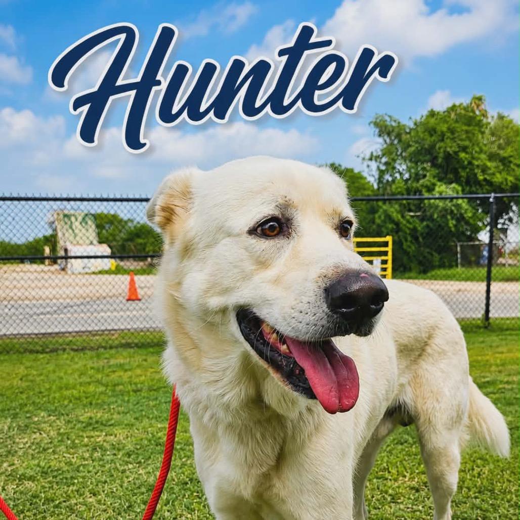Enlarge Hunter, a Adoptable mixed breed in Portland, TX image 4/6