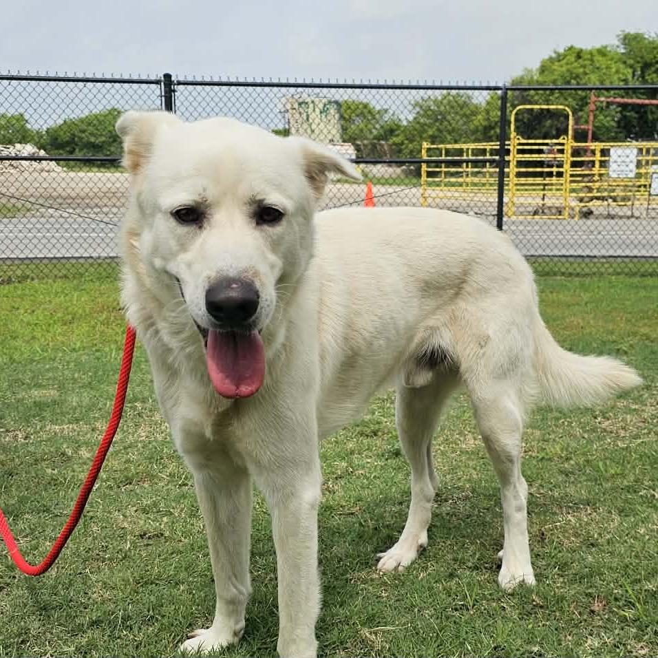Enlarge Hunter, a Adoptable mixed breed in Portland, TX image 5/6