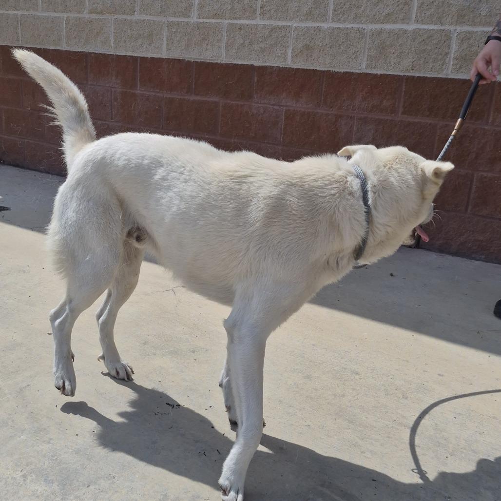 Enlarge TXAC-Stray-19845, a Adoptable mixed breed in Portland, TX image 3/3